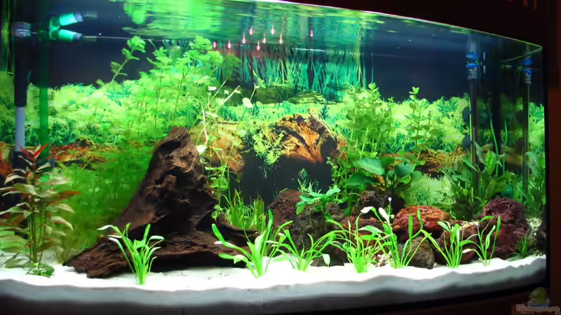 Aquarium Hauptansicht von Becken 1295 Aquarium Hauptansicht von Becken 1295