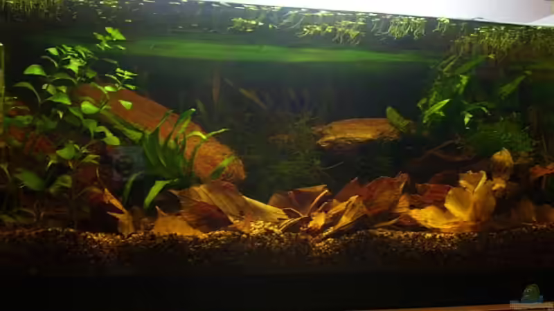 Aquarium Hauptansicht von Becken 12951 von Jonas Heitzer (1)