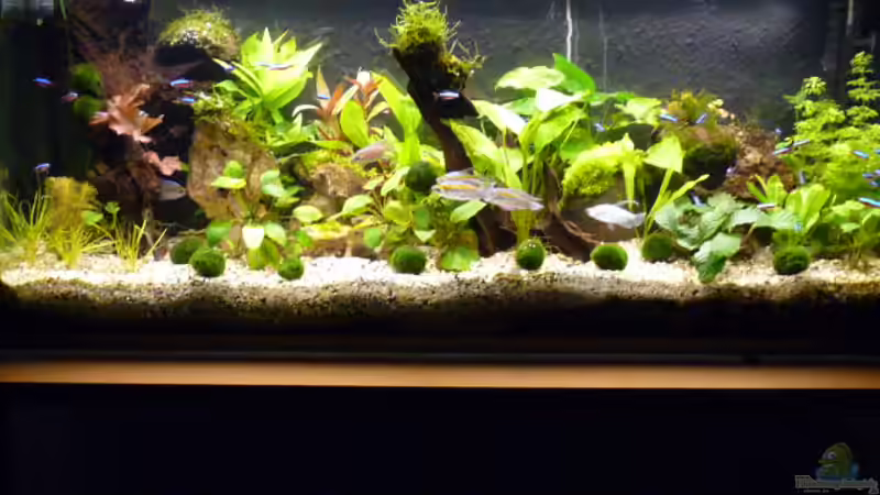 Aquarium Hauptansicht von Becken 12968