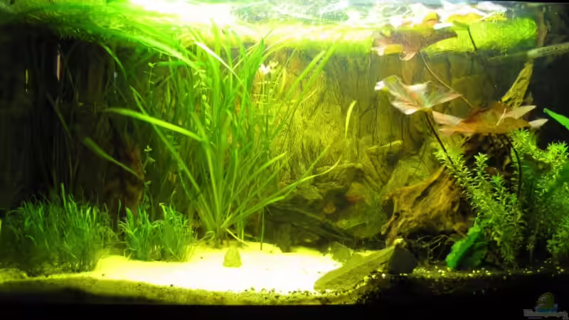 Aquarium Hauptansicht von Becken 12974 von NilsH86 (1)