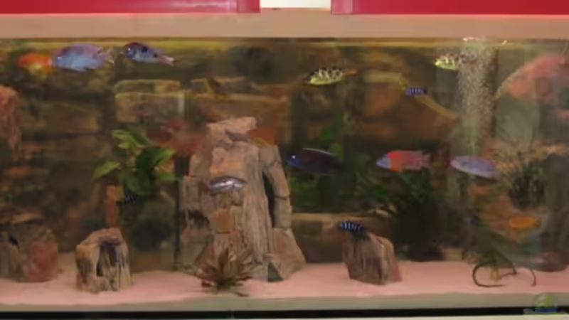 Aquarium Hauptansicht von Becken 12978 von ms0174 (1)