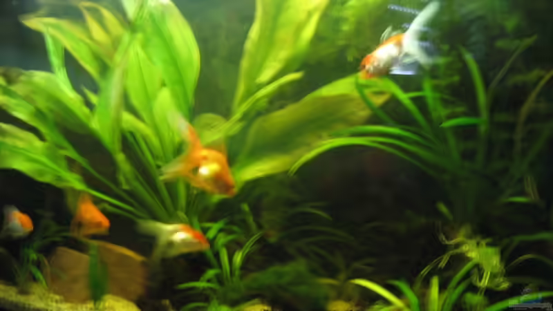 Aquarium Hauptansicht von Becken 12997