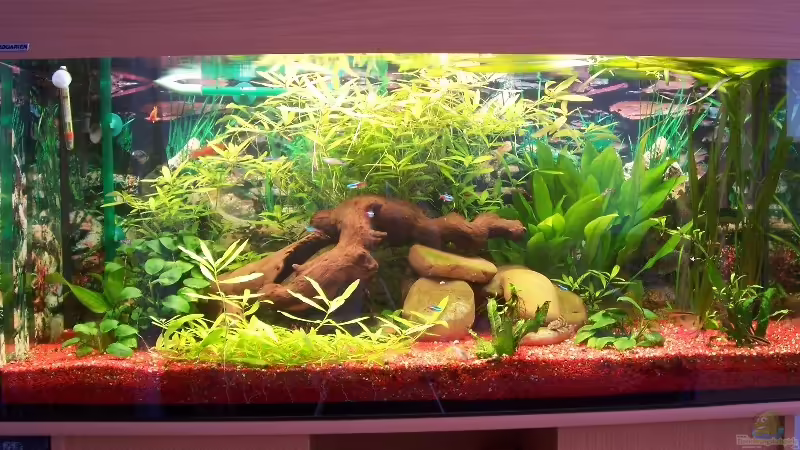 Aquarium Hauptansicht von Becken 1301 von Jörg Bauer (1)