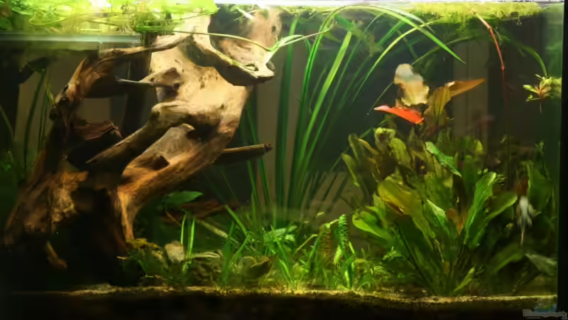 Aquarium Hauptansicht von Becken 13016 von Martin G. (1)