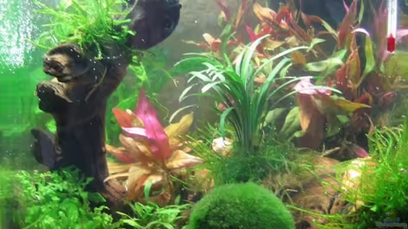 Aquarium Hauptansicht von Becken 13028 von Yasmeen (1)