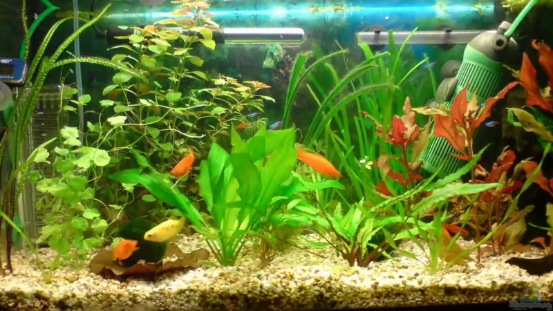 Aquarium Hauptansicht von Becken 13037 von ThomasS. (1)