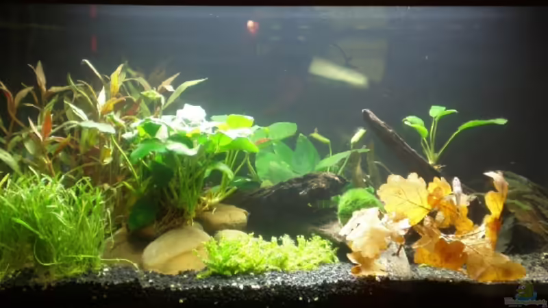 Aquarium Hauptansicht von Becken 13042 von Muschelknacker (1)