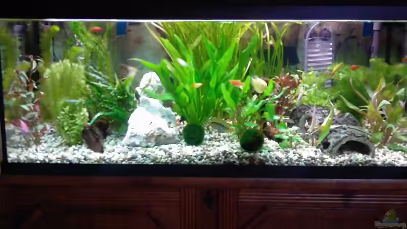 Aquarium Hauptansicht von Becken 13073 von Daniel Ante (1)