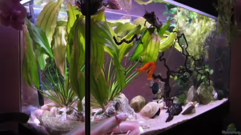 Aquarium Hauptansicht von Becken 13091 von Una (1)