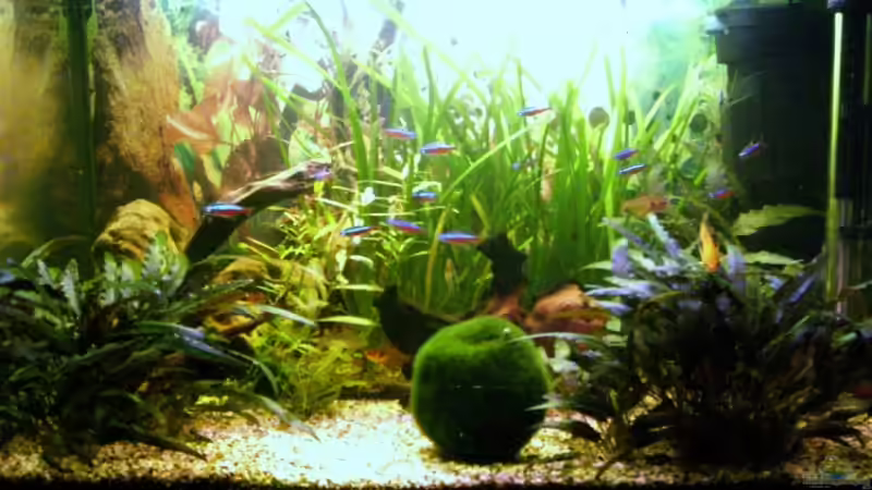 Aquarium Hauptansicht von Becken 13094 von Phillip Balters (1)