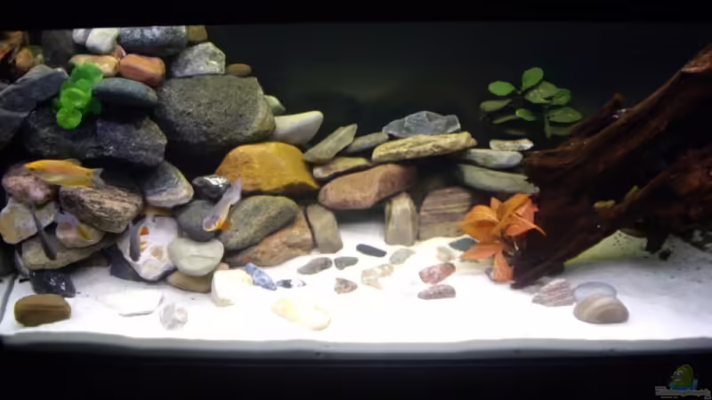 Aquarium Hauptansicht von Becken 13130