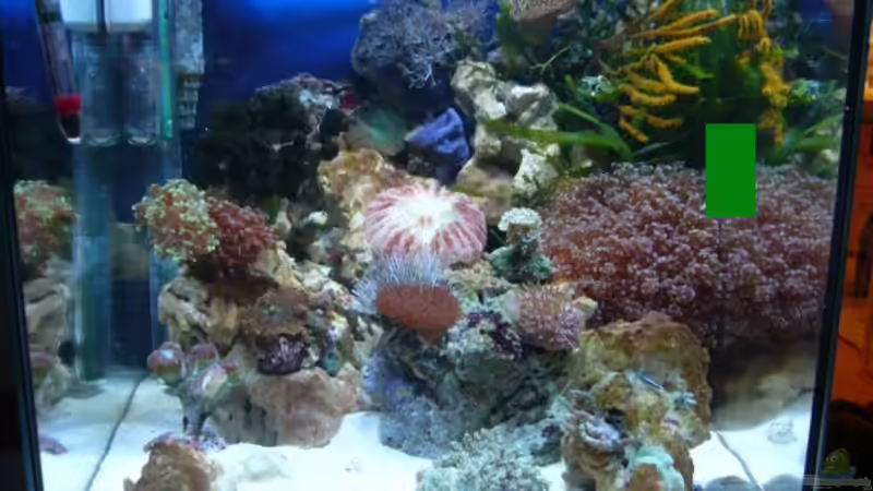 Aquarium Hauptansicht von Becken 13135 von Kadijah (1)