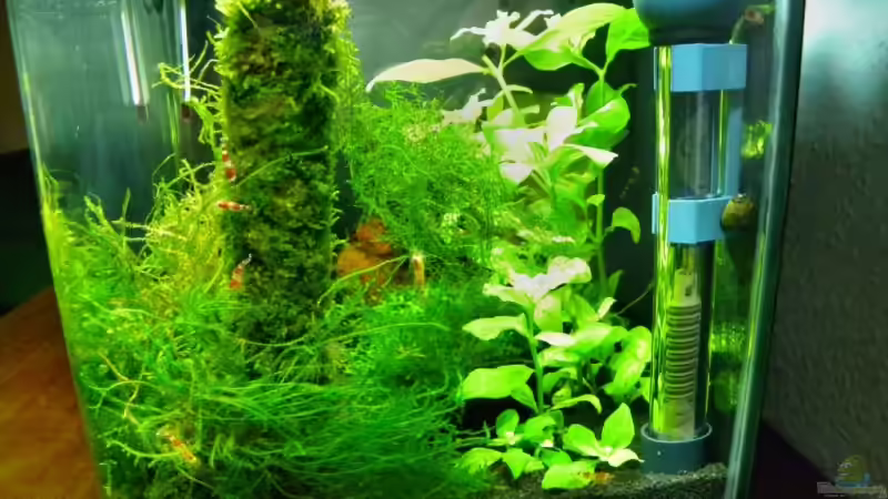 Aquarium Hauptansicht von Becken 13157 von Susi (1)