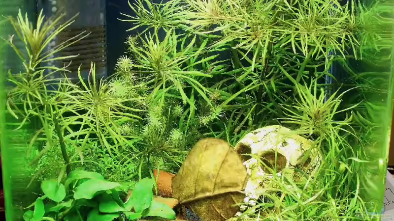 Aquarium Hauptansicht von Becken 13169 von Pinguin