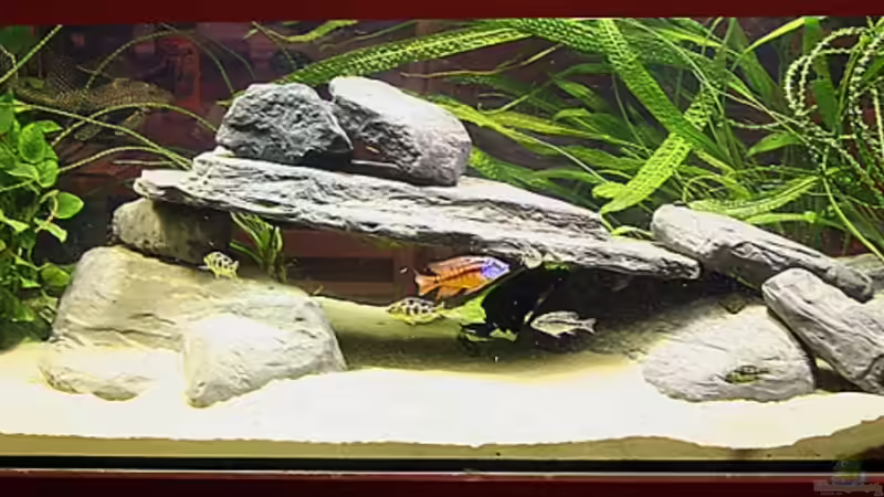 Aquarium Hauptansicht von Becken 13171