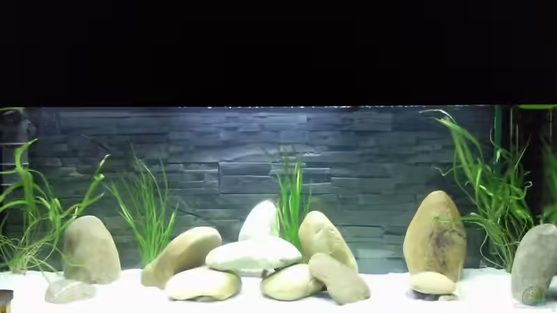 Aquarium Hauptansicht von Becken 13190