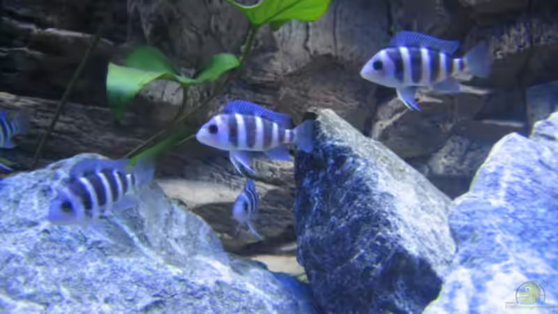 Aquarium Hauptansicht von Becken 13192 von Stefan Niemann (1)