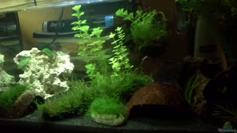 Aquarium Hauptansicht von Becken 13207 von Red Fire (1)