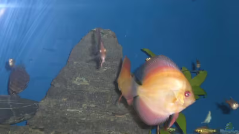 Aquarium Hauptansicht von Becken 13245 von Jan Neumann (1)