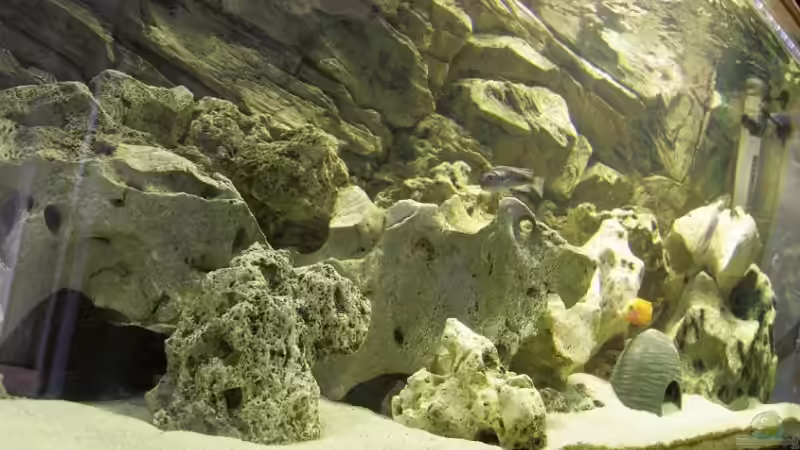 Aquarium Hauptansicht von Becken 13246 von Sushi (1)