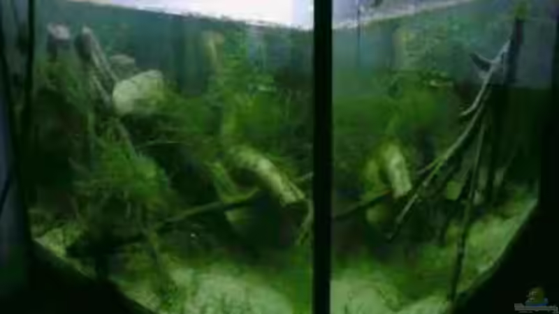 Aquarium Hauptansicht von Becken 13253 von Kai Dinkel (1)