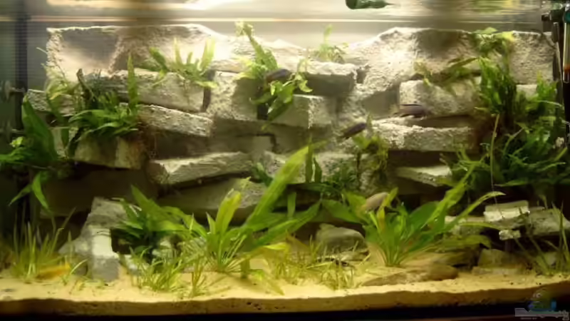 Aquarium Hauptansicht von Becken 1326 von Robert Bröhl (1)