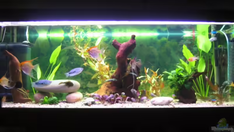 Aquarium Hauptansicht von Becken 13278 von Florian Junker (1)