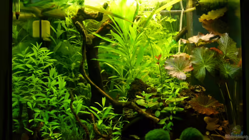 Aquarium Hauptansicht von Becken 13283 von zebrablauweiss (1)