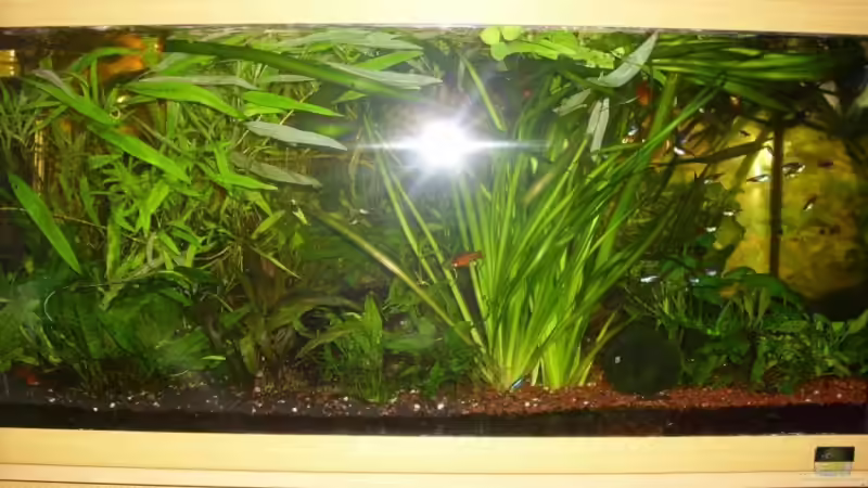 Aquarium Hauptansicht von Becken 13301 von Stefan Hülsmann (1)