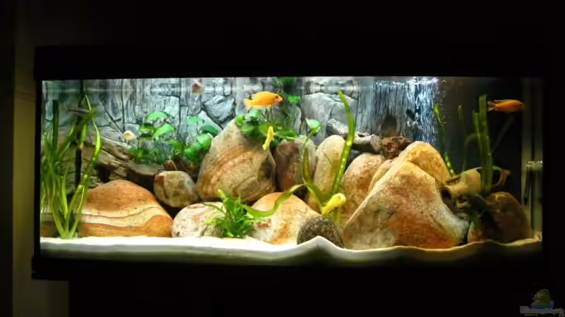 Aquarium Hauptansicht von Becken 13321 von Kleener Stinker (1)