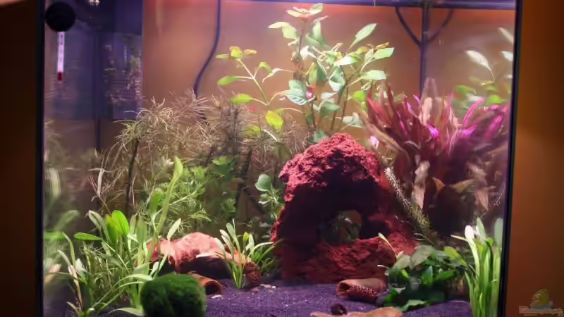 Aquarium Hauptansicht von Becken 13324 von Pinguin