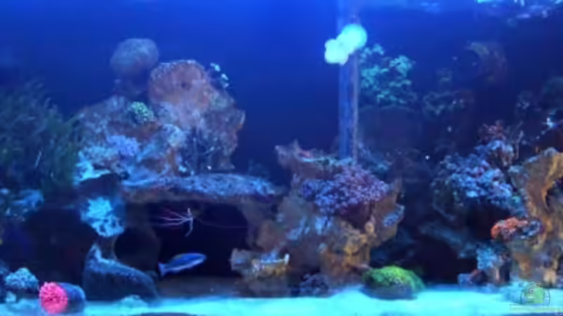 Aquarium Hauptansicht von Becken 13332