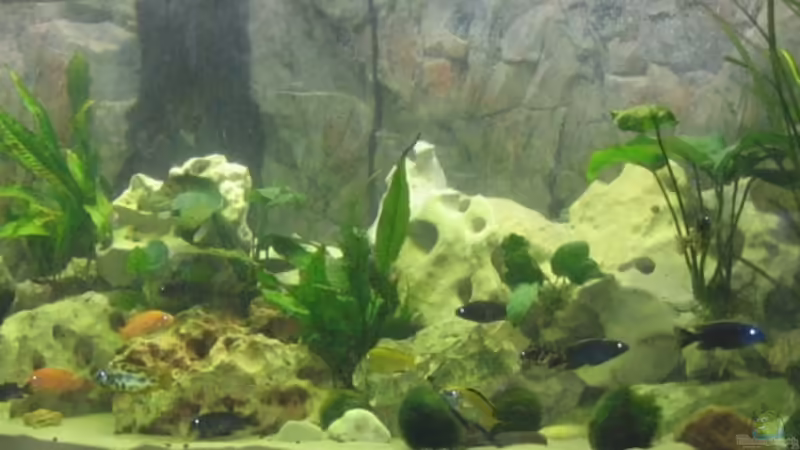 Aquarium Hauptansicht von Becken 13353 von Günter Bosbach (1)