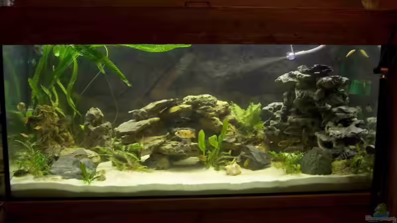 Aquarium Hauptansicht von Becken 1337 von Monika Thiele (1)