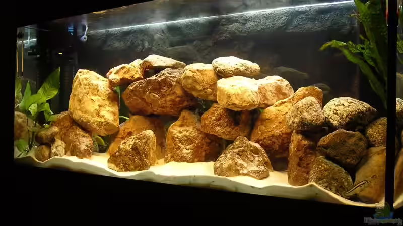 Aquarium Hauptansicht von Becken 1340 von Karsten Michalski (1)