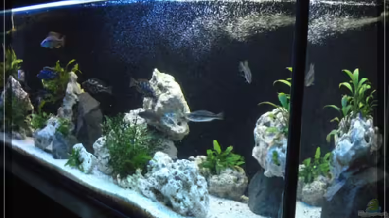Aquarium Hauptansicht von Becken 13433 von Malawifan0412 (1)