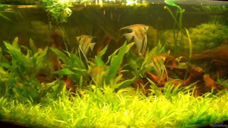 Aquarium Hauptansicht von Becken 1344