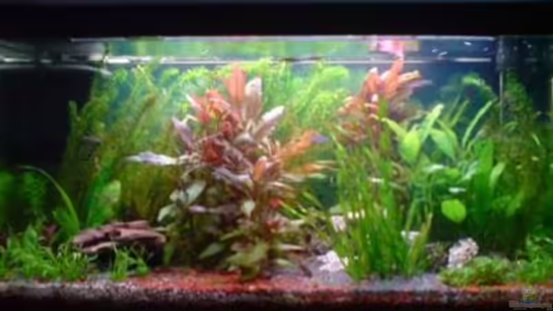 Aquarium Hauptansicht von Becken 13441 von perkolein (1)