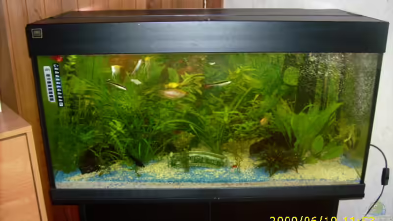 Aquarium Hauptansicht von Becken 13475 von Idar-Oberstein (1)