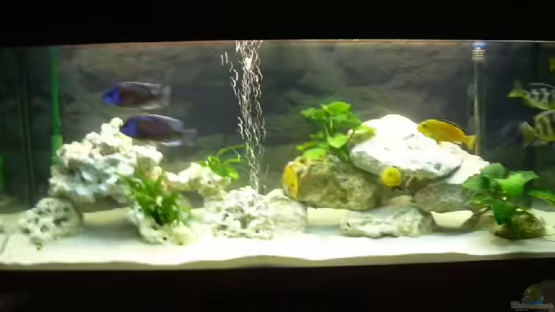 Aquarium Hauptansicht von Becken 1348 von Thomas Fruth