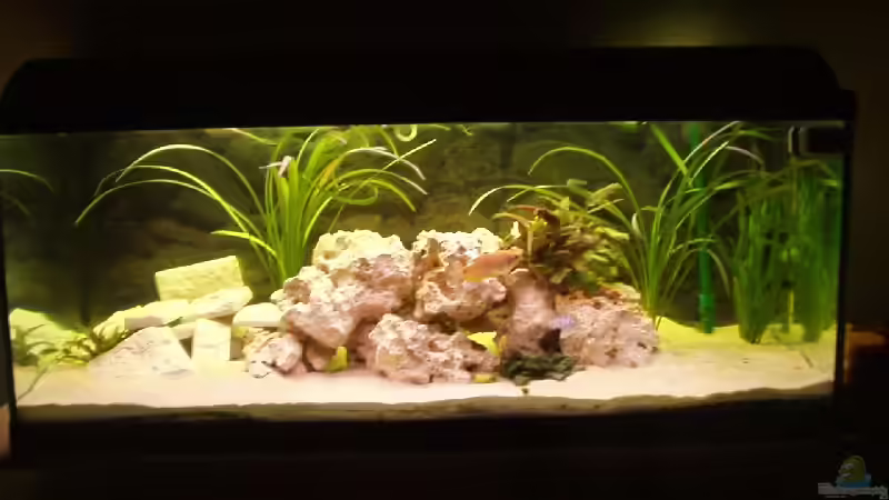 Aquarium Hauptansicht von Becken 1351 von Martin Schultheis (1)