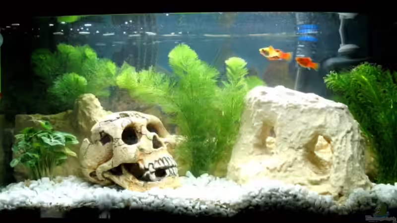 Aquarium Hauptansicht von Becken 13534 von pady86 (1)