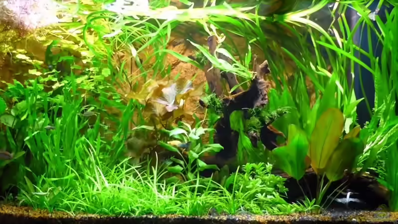 Aquarium Hauptansicht von Becken 13540 von Sabrina & Dirk Bergmann (1)