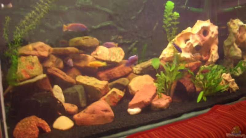 Aquarium Hauptansicht von Becken 13551 von quentino (1)