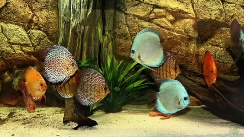 Aquarium Hauptansicht von Becken 13578 von Dirk Pottwieser (1)