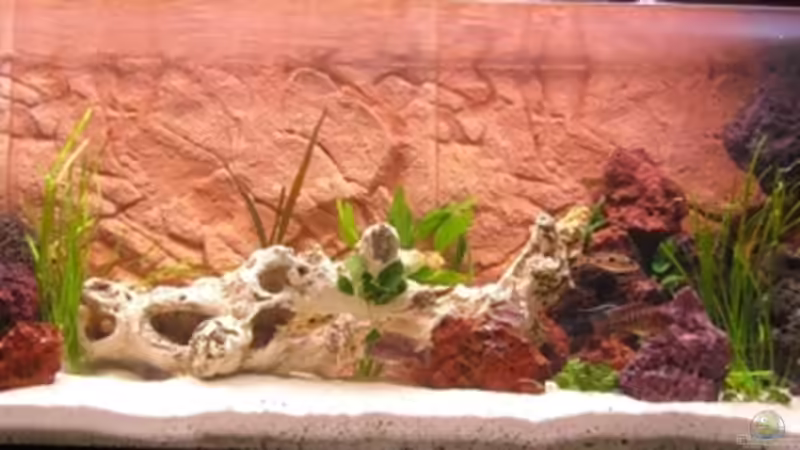 Aquarium Hauptansicht von Becken 13586 von Günni (1)