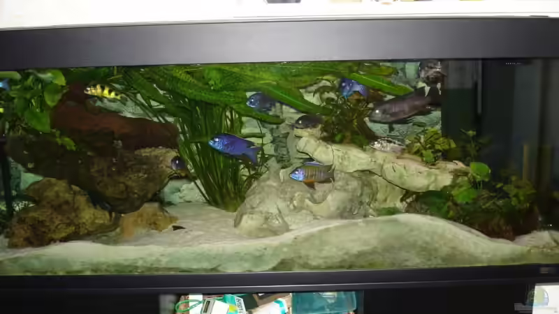 Aquarium Hauptansicht von Becken 136 von Thomas Gruber