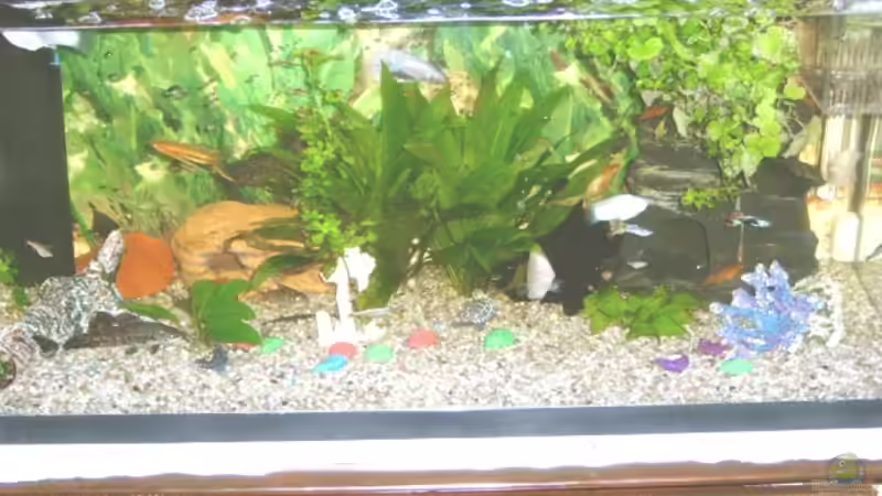 Aquarium Hauptansicht von Becken 1362 von Enrico Bergmann (1)