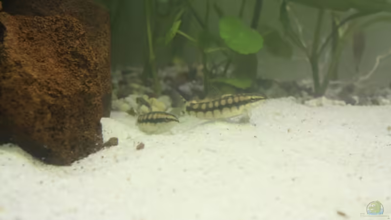 Aquarium Hauptansicht von Becken 13625