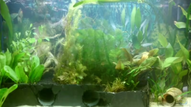 Aquarium Hauptansicht von Becken 13627